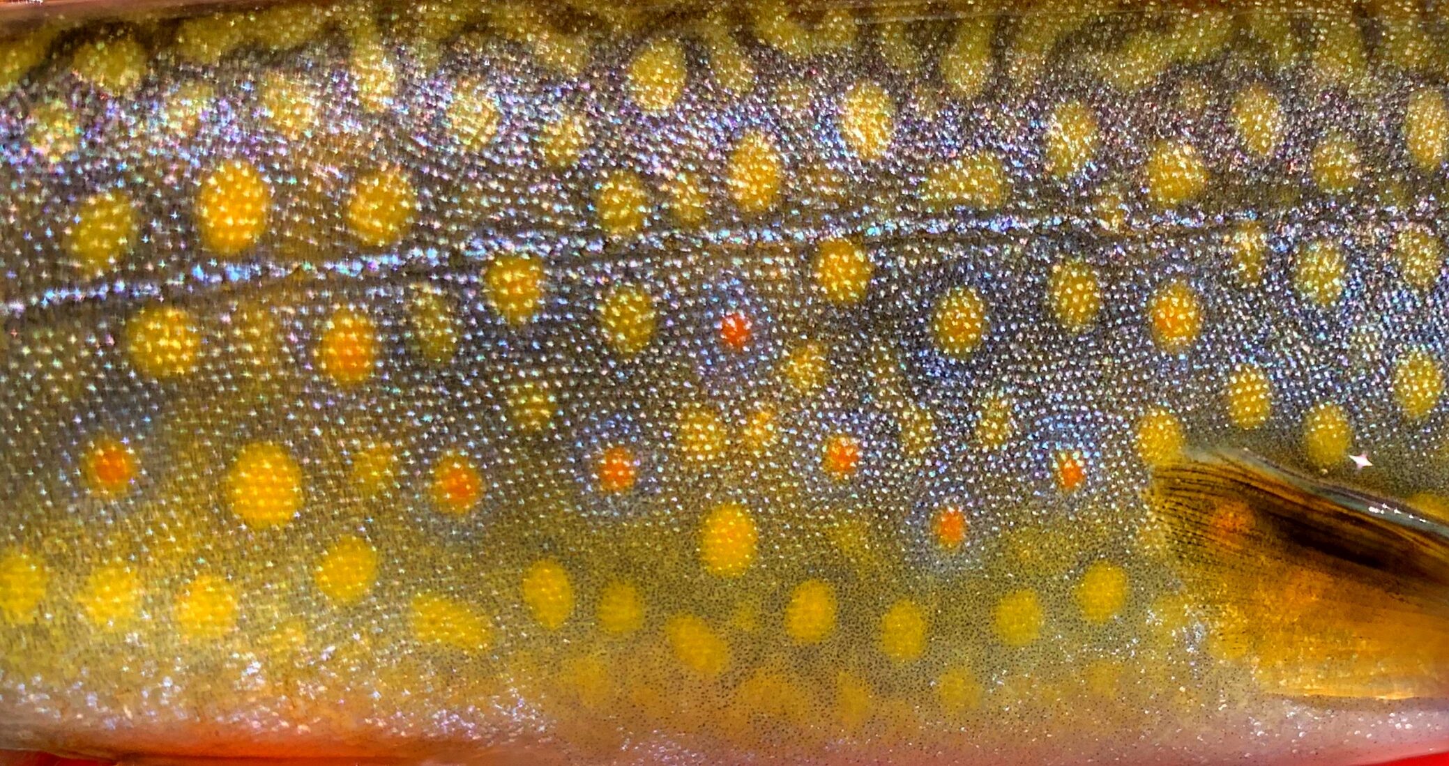 Robinson River, Syria, Virginia - Dry Fly Girl