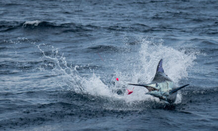 Costa Rica Marlin On The Fly