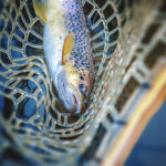 Silicone vs. Cloth Nets: The Ultimate Fly Fishing Net Showdown
